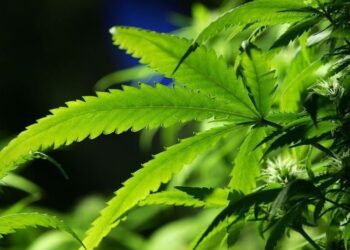 Kanabis, bima shëruese që u margjinalizua dhe tenton të rikthehet në lavdinë e vet