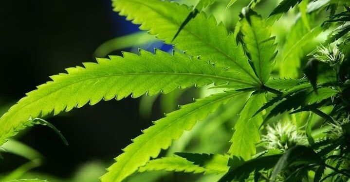 Kanabis, bima shëruese që u margjinalizua dhe tenton të rikthehet në lavdinë e vet
