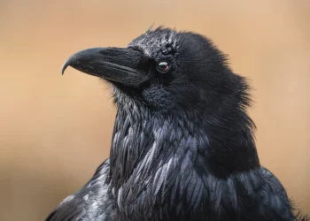 Vdekja nuk ndihet vetëm nga njerëzit, zgjuarsia e sorrave ka grishur studiuesit dhe befasuar njohjen tonë