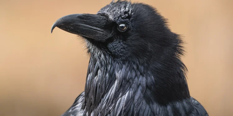 Vdekja nuk ndihet vetëm nga njerëzit, zgjuarsia e sorrave ka grishur studiuesit dhe befasuar njohjen tonë