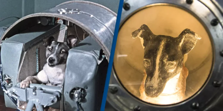 Laika që iku për të lënë “… një qen më pak në Tokë, dhe një yll më shumë në qiell”