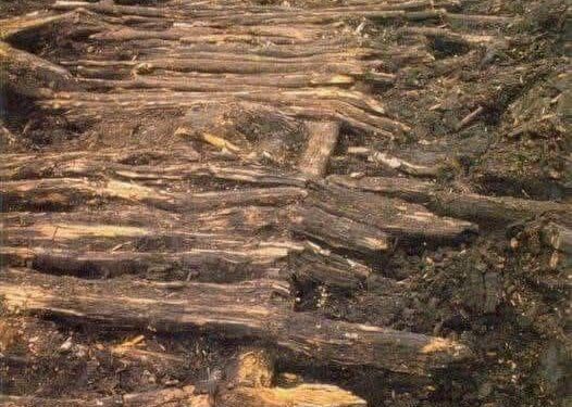 Rruga prej druri që sfidon shekujt, një dëshmi e gjallë e inxhinierisë neolitike