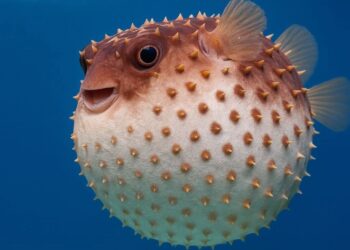 Peshku iriq dhe arti i mbijetesës, peshku që transformohet nga një trup i padukshëm në një top lundrues të mbushur me gjemba helmues