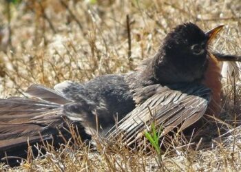 Kur zogjtë shkojnë te kolonia e milingonave për t’u kuruar, misteri i krijimit
