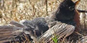 Kur zogjtë shkojnë te kolonia e milingonave për t’u kuruar, misteri i krijimit