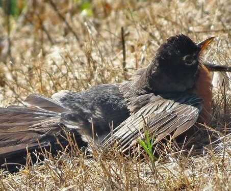 Kur zogjtë shkojnë te kolonia e milingonave për t’u kuruar, misteri i krijimit