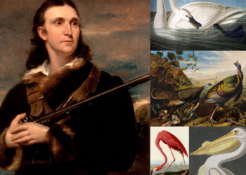 John James Audubon na tregon se sa pak dimë për vullnetin e Fuqisë Hyjnore të botës së kafshëve -Albert Vataj
