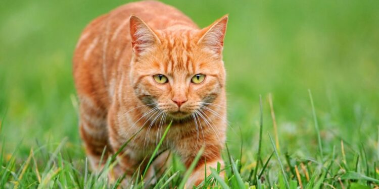 Ja pse macet mund të jenë krijesat më të përsosura biologjikisht që ekzistojnë mes gjitha specieve