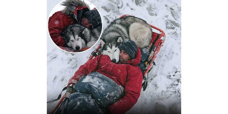 Historia e mbijetesës së alpinistit Grga Brkić dhe “engjëllu kujdestar me qime”, qeni North