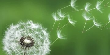 Luleradhiqja, nga legjendat si “Lulja e Fatit” te mrekullitë e saj si “Kurora e Artë”