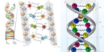 “Efekti i Fantazmës së ADN-së”, kur qënia jonë krijon muzikë, përplasja e shkenctarëve dhe skeptikëve