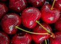 Qershia, e dëshiruemja kuqalashe marroke, e bekuemja ngasëse e natyrës, e freskisë dhe e shijes