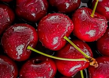 Qershia, e dëshiruemja kuqalashe marroke, e bekuemja ngasëse e natyrës, e freskisë dhe e shijes