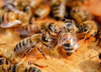 Bleta, kjo krijesë e brishtë me krahë të qelqtë, që mban ekuilibrin biologjik që mundëson jetën në Tokë