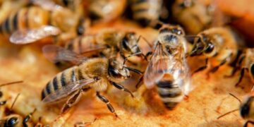 Bleta, kjo krijesë e brishtë me krahë të qelqtë, që mban ekuilibrin biologjik që mundëson jetën në Tokë