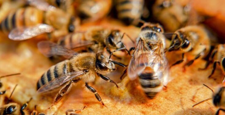 Bleta, kjo krijesë e brishtë me krahë të qelqtë, që mban ekuilibrin biologjik që mundëson jetën në Tokë
