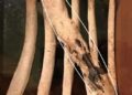 Kur trupi jo vetëm sfidon dhimbjen, por edhe i kundërvihet rrezikut me mbijetesë