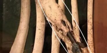 Kur trupi jo vetëm sfidon dhimbjen, por edhe i kundërvihet rrezikut me mbijetesë
